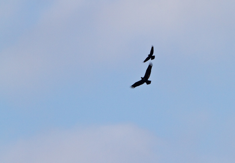 Crow Harrassing Bald Eagle